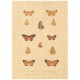 Flax Art Poster | Encyclopedia Butterfly D | FWP-AP-EN2D